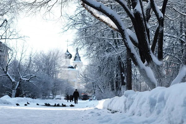 Rama del parque de invierno de la planta cubierta de nieve —  Fotos de Stock