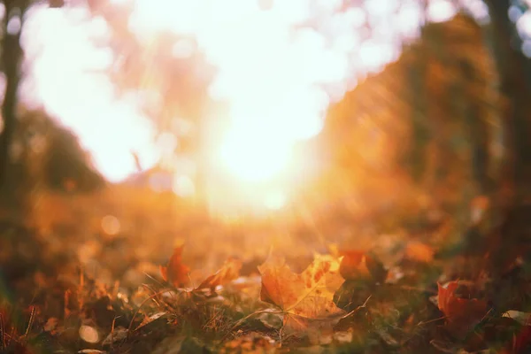 Ende der Sommersaison im Park — Stockfoto