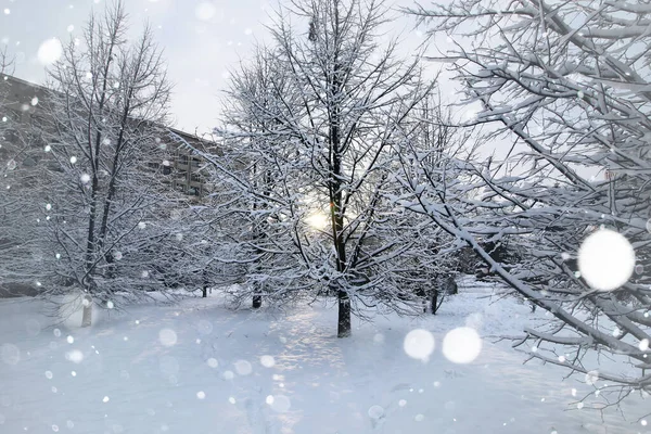 Paisaje ramas desnudas en invierno —  Fotos de Stock