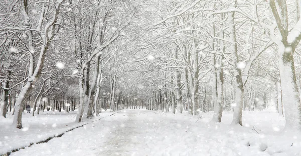 Зимний парк под снегом. В городском парке снежная буря. Парк f — стоковое фото