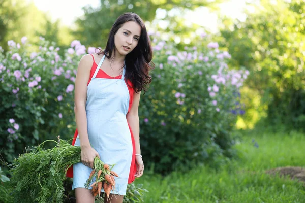 Das Mädchen Pflückt Möhren Garten — Stockfoto