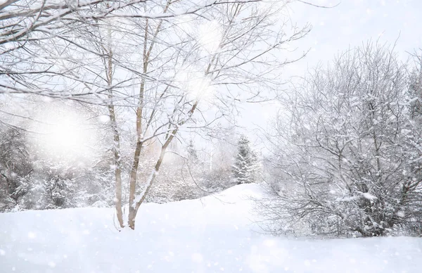 Winter Park-ban. Tájkép havas időben. Január. — Stock Fotó