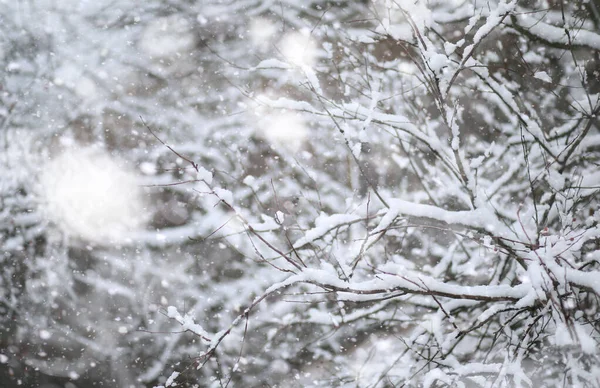 冬季公园。 多雪天气下的风景. 1月. — 图库照片