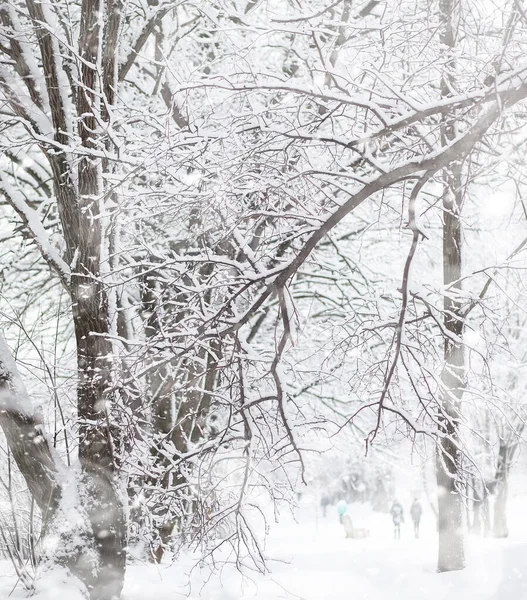 Paisaje invernal. Bosque bajo la nieve. Invierno en el parque . —  Fotos de Stock