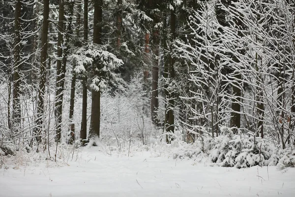 Paysage hivernal. Forêt sous la neige. L'hiver dans le parc . — Photo