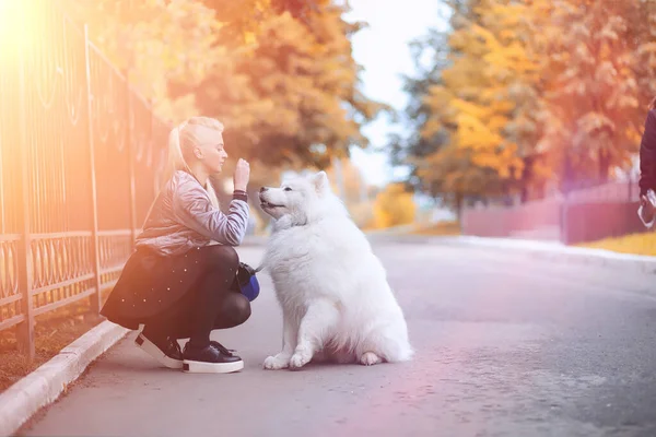 Menina encantadora em um passeio com um belo cão — Fotografia de Stock