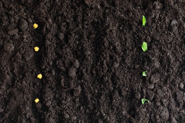 Seeds in the ground. Seed preparation for planting in the spring — ストック写真