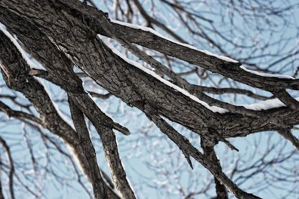 Stromu bříza holé zimní obloha — Stock fotografie