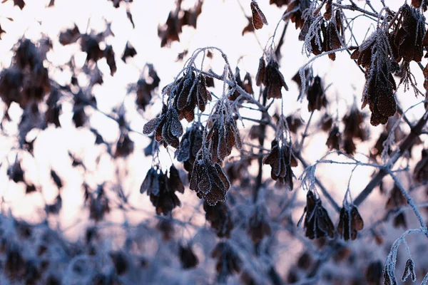 frost leaves of the sun