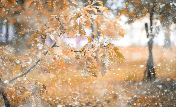 Parque de otoño en la primera nieve — Foto de Stock
