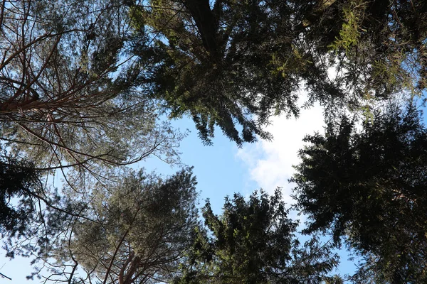 Las copas de árboles siempreverdes contra el cielo — Foto de Stock