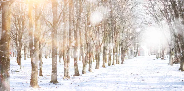 Winter Park. Krajina za sněhového počasí. Leden. — Stock fotografie