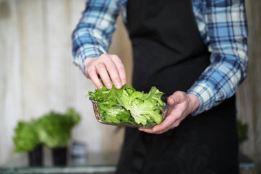 erkekte önlük ve eldiven tutar bir tabak taze yeşil salatası