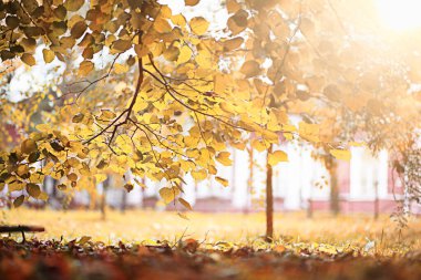 parkta sonbahar yağmur