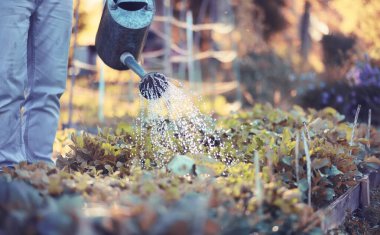 Adam çiftçi sebze Bahçe sulama