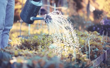 Adam çiftçi sebze Bahçe sulama