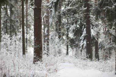 Kış manzarası. Karların altındaki orman. Parkta kış.