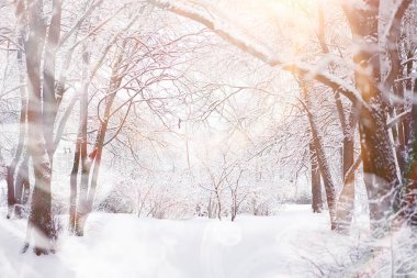 Kış manzarası. Karların altındaki orman. Parkta kış.