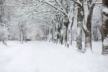 Kış manzarası. Karların altındaki orman. Parkta kış.