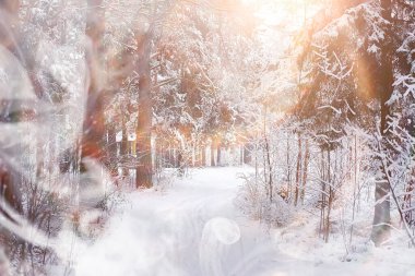 Kış manzarası. Karların altındaki orman. Parkta kış.