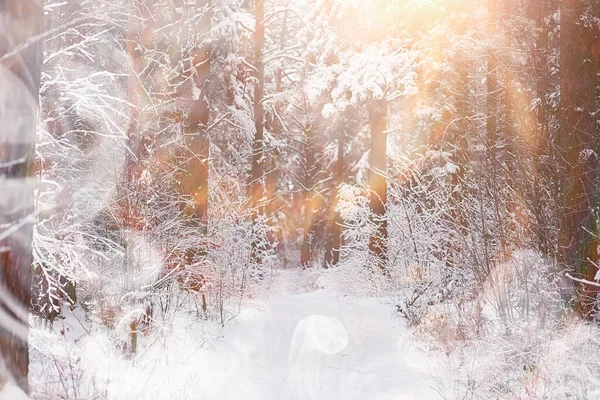 Paisaje invernal. Bosque bajo la nieve. Invierno en el parque . —  Fotos de Stock