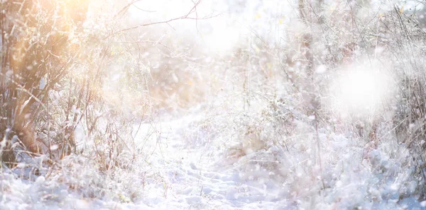 Vinterparken. Landskap i snöigt väder. Januari. — Stockfoto