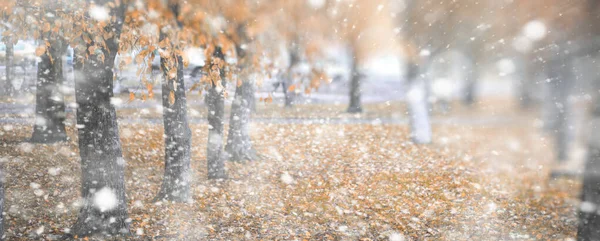 Baggrund efterårspark i den første sne - Stock-foto