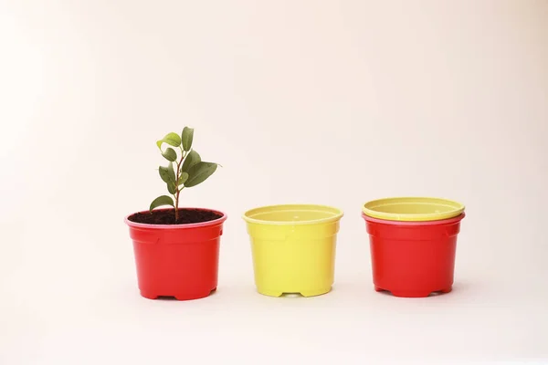 Planta en maceta en un trasplante y cuidado — Foto de Stock