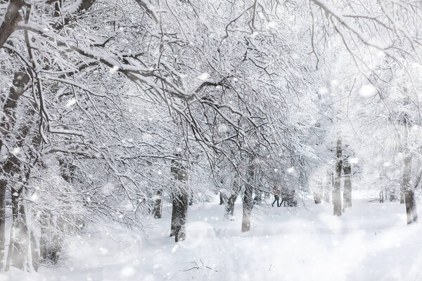 Winter landscape. Forest under the snow. Winter in the park.