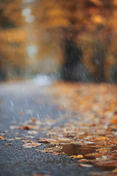 Осенний дождь в парке — стоковое фото