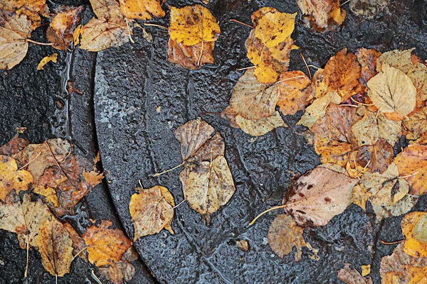 Höstens regn i parken — Stockfoto