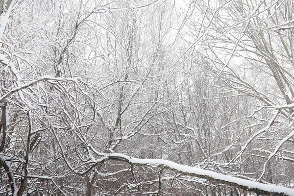 Pokryte śniegiem zima park i ławki. Park i molo do karmienia — Zdjęcie stockowe