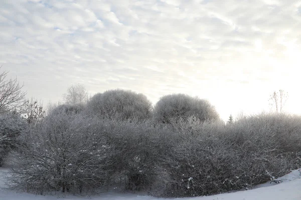 Winter Park. Landscape in snowy weather. January. — ストック写真