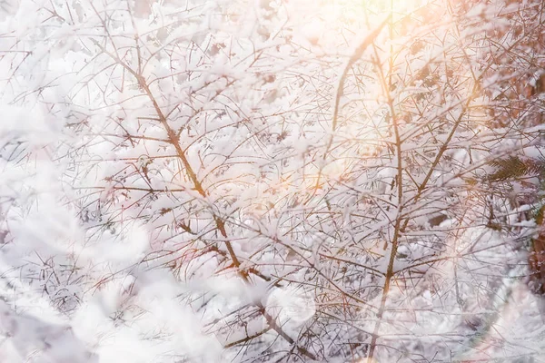 冬の風景。雪の下の森。公園の冬. — ストック写真