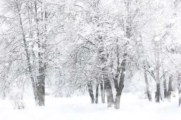 Winterlandschaft. Wald unter dem Schnee. Winter im Park. — Stockfoto