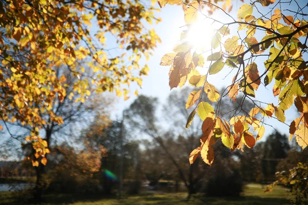 Hösten bakgrund i parken — Stockfoto