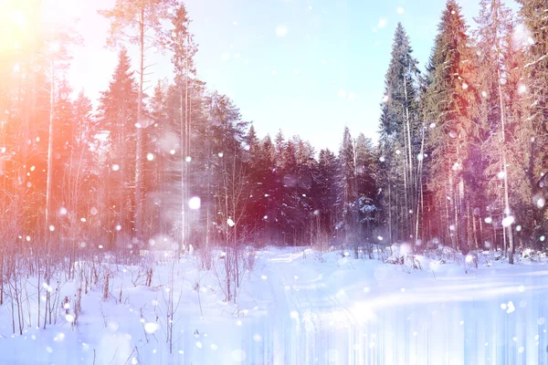 Bosque de invierno en un día soleado. Paisaje en el bosque sobre una nieve — Foto de Stock