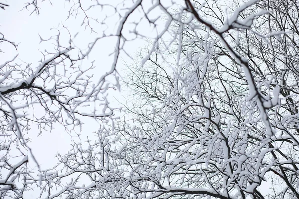 Téli táj. Erdőben a hó alatt. Tél a parkban. — Stock Fotó