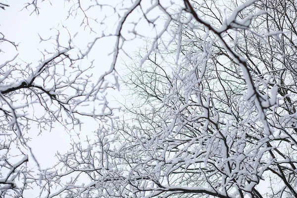 Vinterlandskap. Skog under snön. Vinter i parken. — Stockfoto