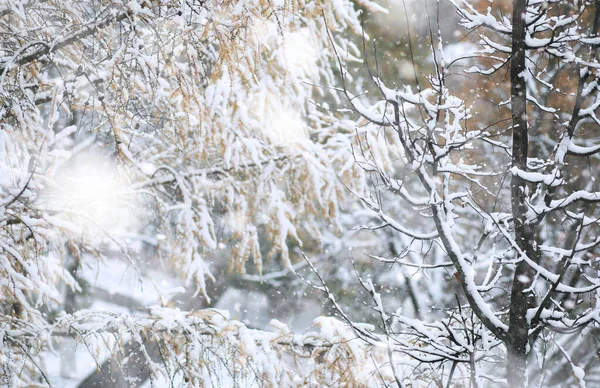 Winter Park. Krajina za sněhového počasí. Leden. — Stock fotografie