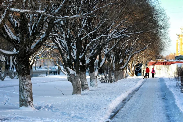 city street tree wood sun winter