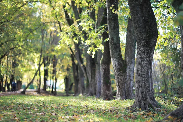 Autumn background in the park — Stock Photo, Image