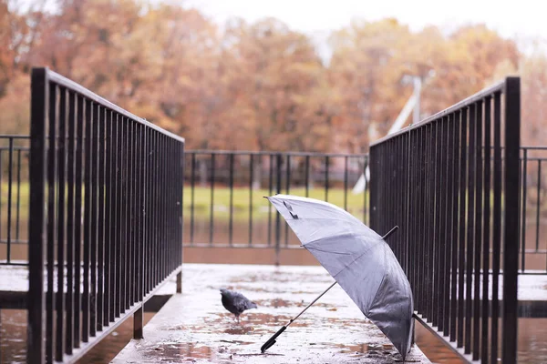 Autumn rainy park in October