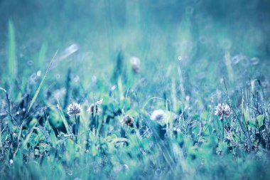 Vahşi çiçek. Yeşil çayırda küçük çiçekler.