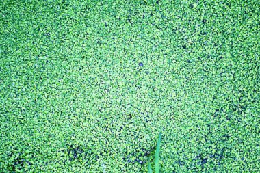 Bitki yonca dört yaprak arka plan. İrlanda geleneksel sembolü