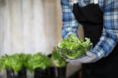 erkekte önlük ve eldiven tutar bir tabak taze yeşil salatası