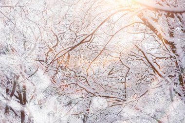 Kış manzarası. Karların altındaki orman. Parkta kış.