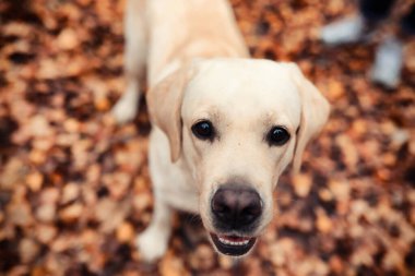 Bir yürüyüş ve sonbaharında genç kız