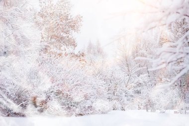 Kış manzarası. Karların altındaki orman. Parkta kış.