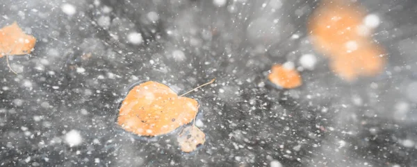 Fundo outono parque na primeira neve — Fotografia de Stock